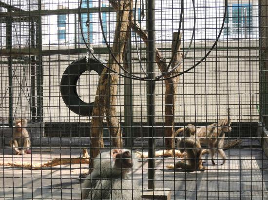 Dubai Hayvanat Bahçesi